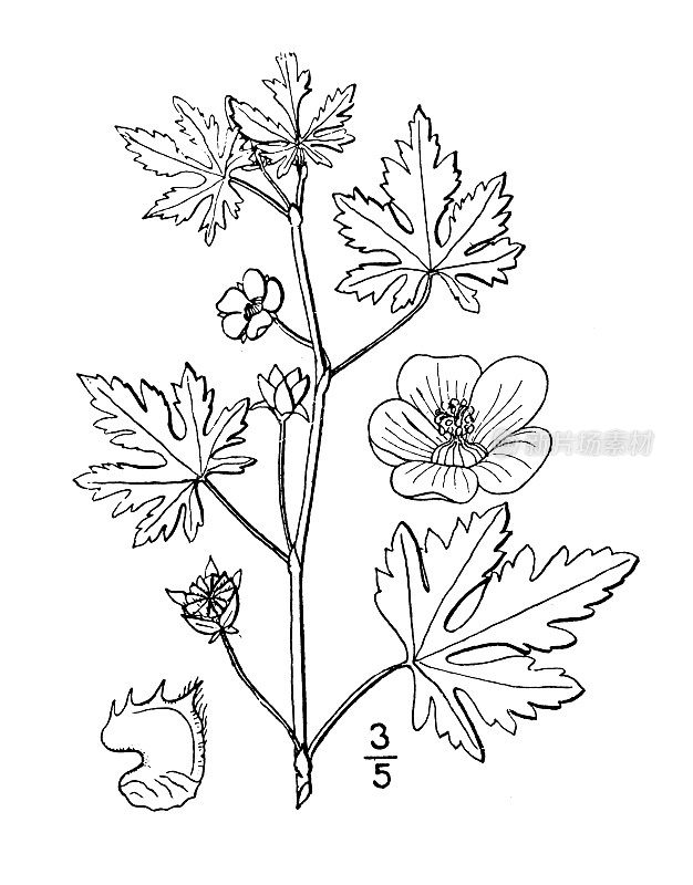 古植物学植物插图:卡罗来纳，刚毛果锦葵