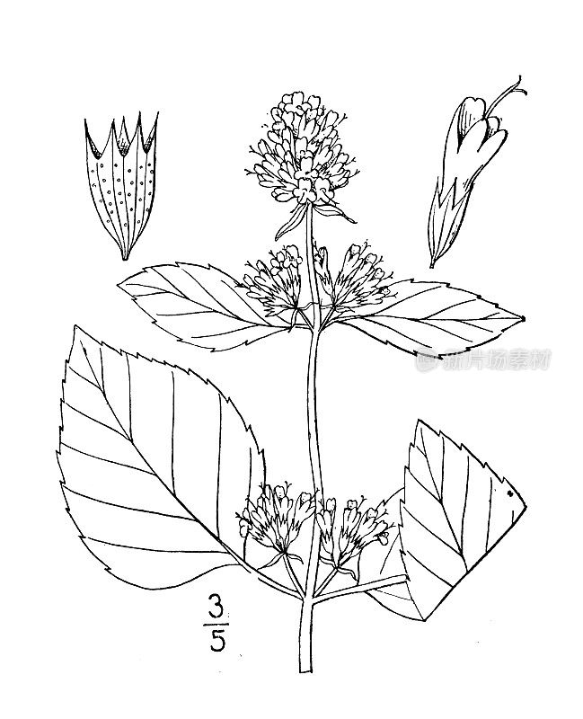 古植物学植物插图:柠檬薄荷、佛手柑薄荷