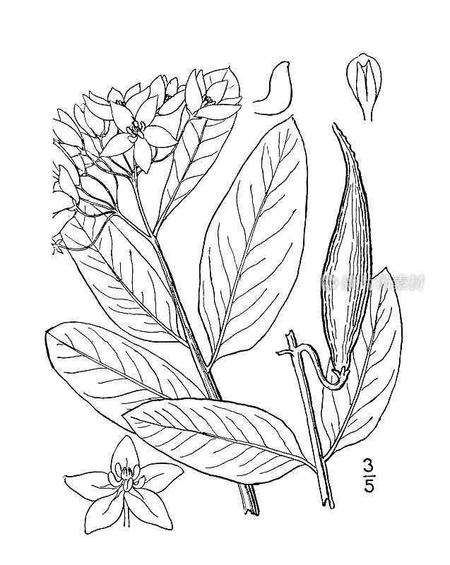 古植物学植物插图:圆叶藻，长圆形叶马利筋