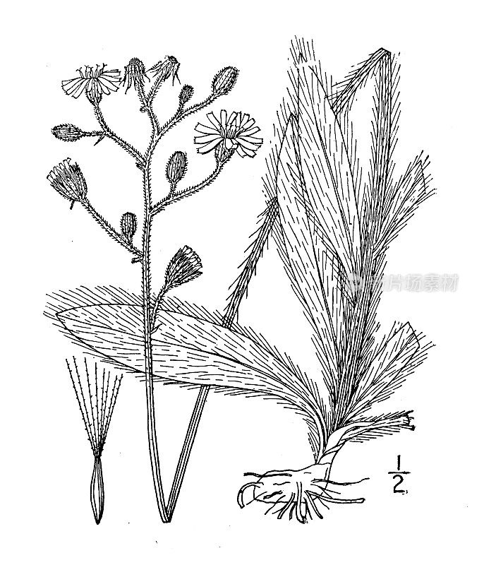 古植物学植物插图:长山蕨，长须山楂