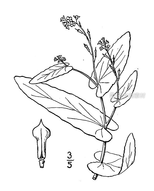 古植物学植物插图:穿孔肌