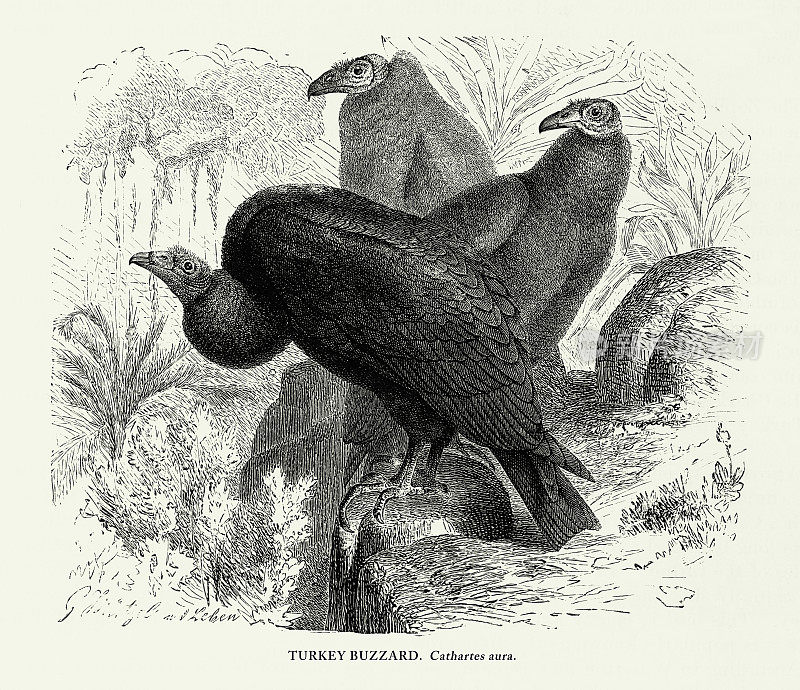美国古董雕刻，火鸡秃鹰，鸟:自然历史，1885