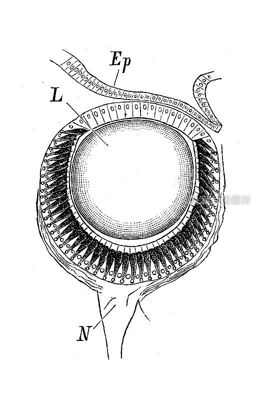 古董生物动物学图像:螺旋蜗牛的眼睛
