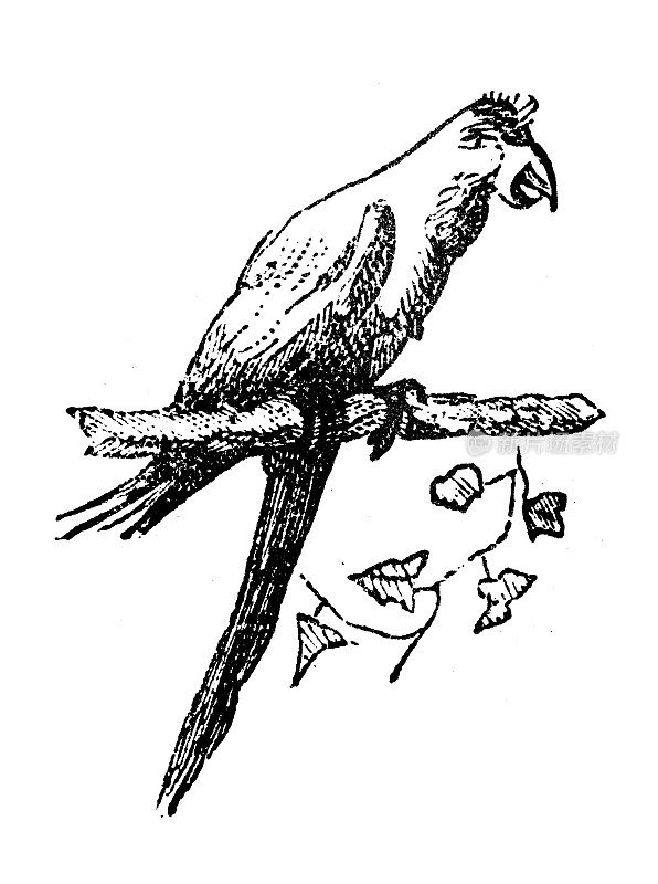 古董雕刻插图:阿拉金刚鹦鹉