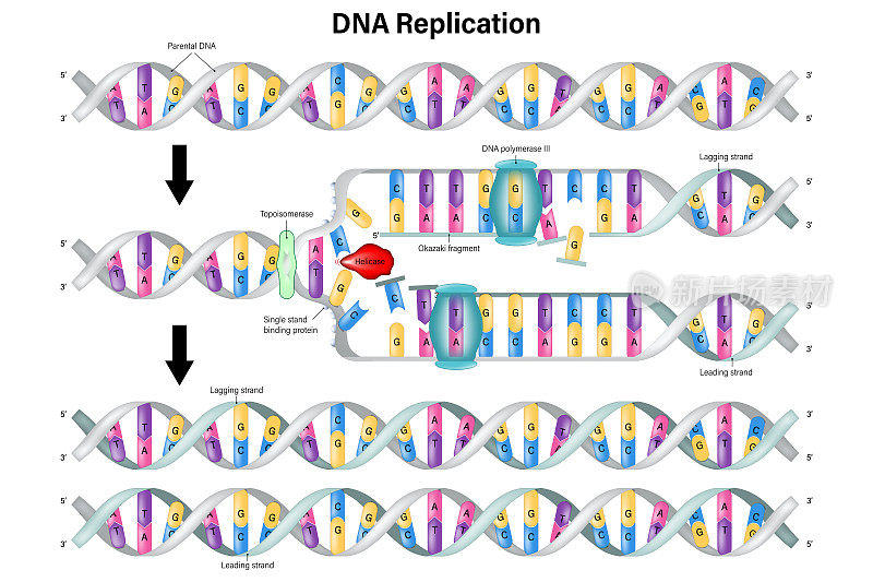DNA复制。DNA聚合酶酶合成。导链和后链。冈崎片段。