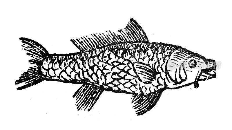 古玩雕刻插图:鲤鱼