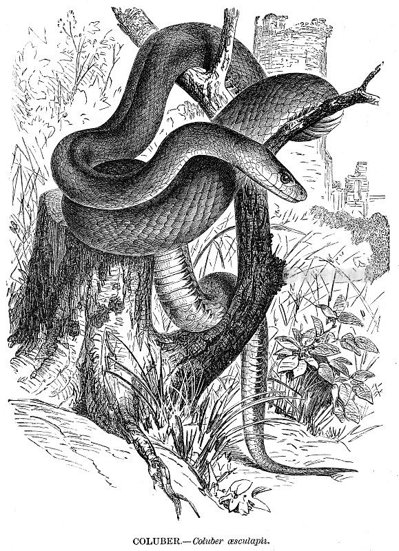 哥伦布蛇(埃及眼镜蛇)雕刻插图1892年