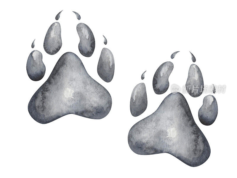 水彩插图。手绘的狼爪印。动物的脚步。狼的脚。脚印的狗，小狗在黑色，灰色，白色的颜色。世界动物日。孤立的剪贴艺术的旗帜
