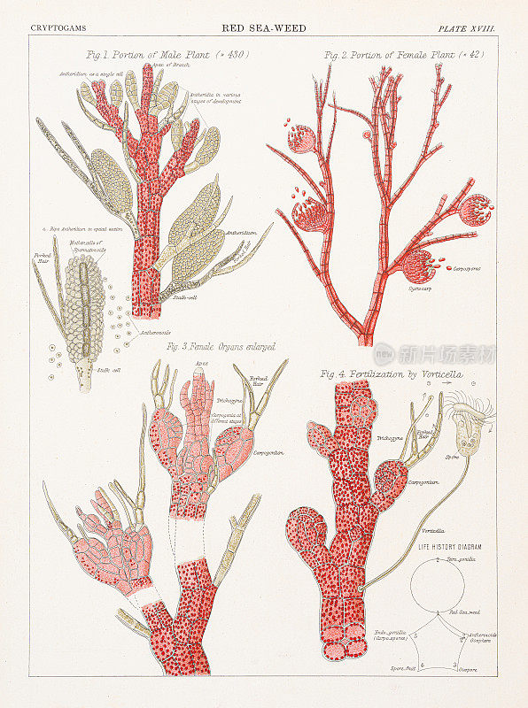 红海杂草，1883年
