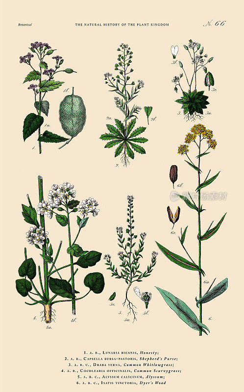 草本和开花植物，植物王国，维多利亚植物插图，大约1853年