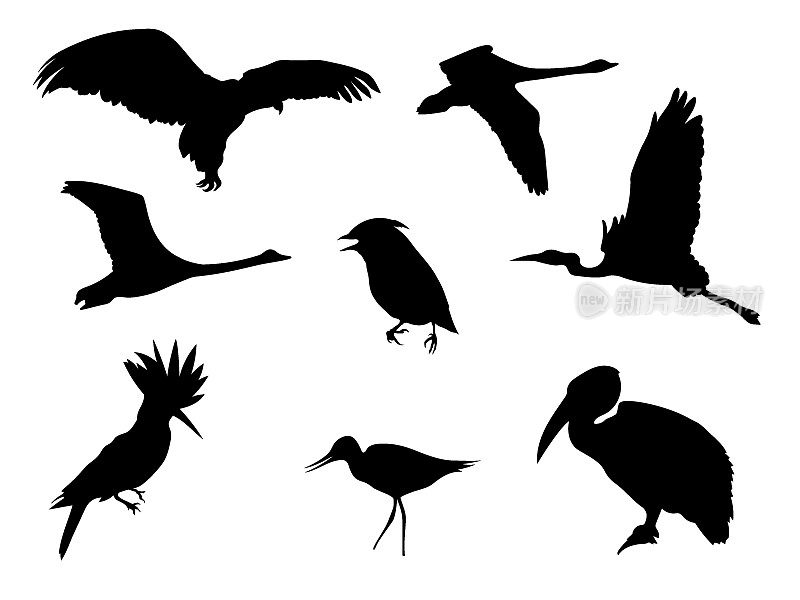 Silhouettes-Birds-1