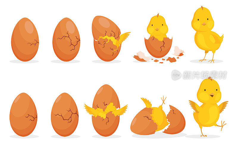 从蛋里孵出来的小鸡。卡通小鸡一步一步出生的过程。刚出生的可爱小雏鸟，小雏鸟破壳而出。有趣的家畜