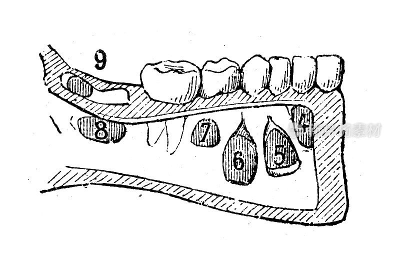 古董插图:人类的牙齿