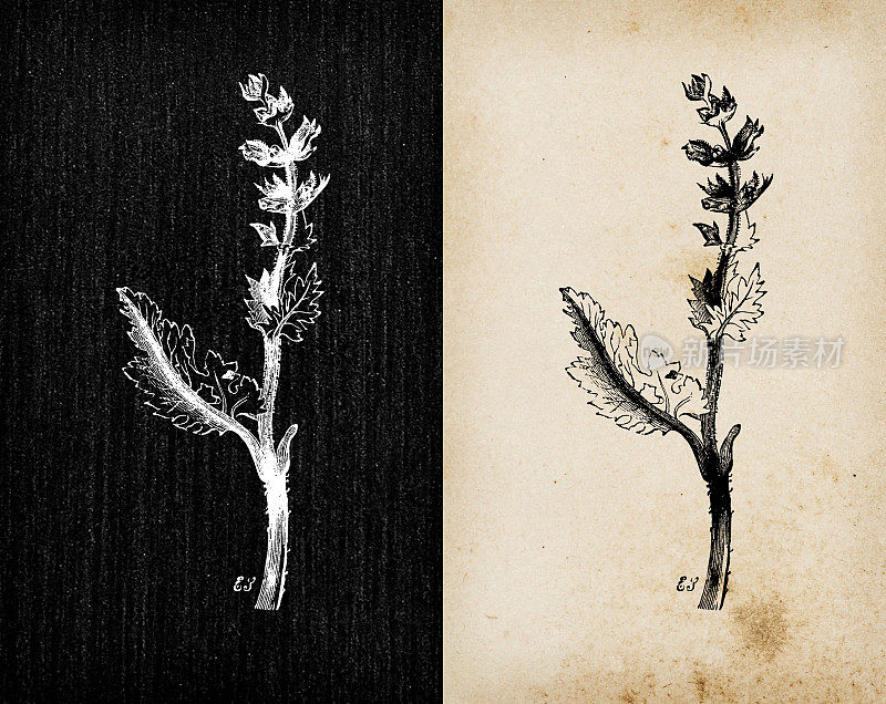 植物学植物仿古雕刻插画:鼠尾草(野樱桃、野鼠尾草)