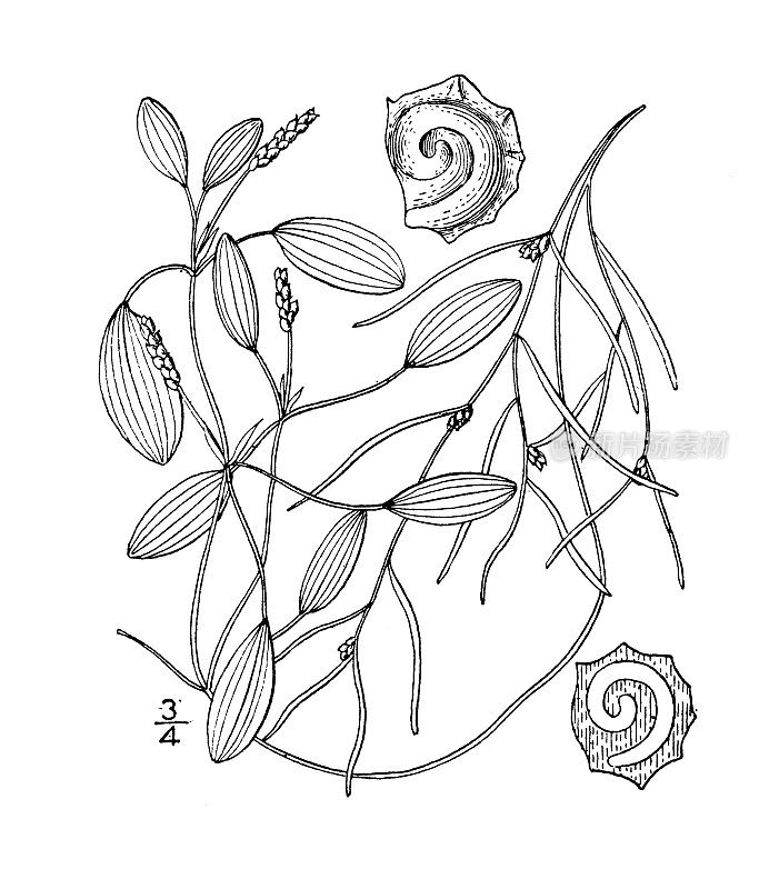 古植物学植物插图:波塔莫盖顿螺旋藻，螺旋藻