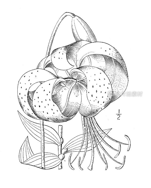 古植物学植物插图:虎百合、虎百合