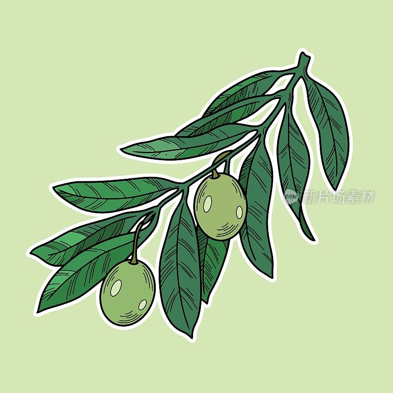 橄榄树分枝与静脉和绿色橄榄浆果，线，自然矢量植物学插图