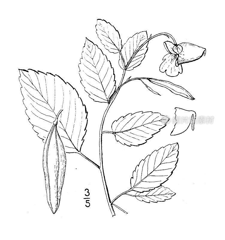 古植物学植物插图:凤仙花，苍白的触摸我不