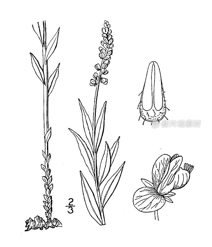 古植物学植物插图:远志、蛇根、山麻