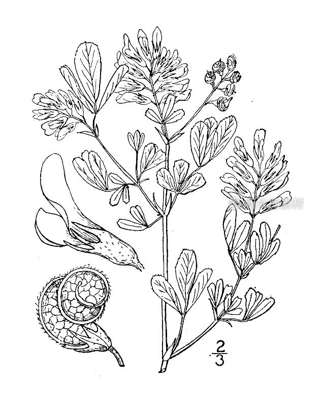 古植物学植物插图:紫花苜蓿，紫花苜蓿