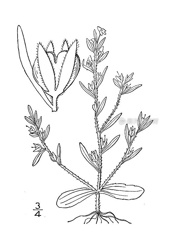 古董植物学植物插图:游隼，马齿苋，项圈草