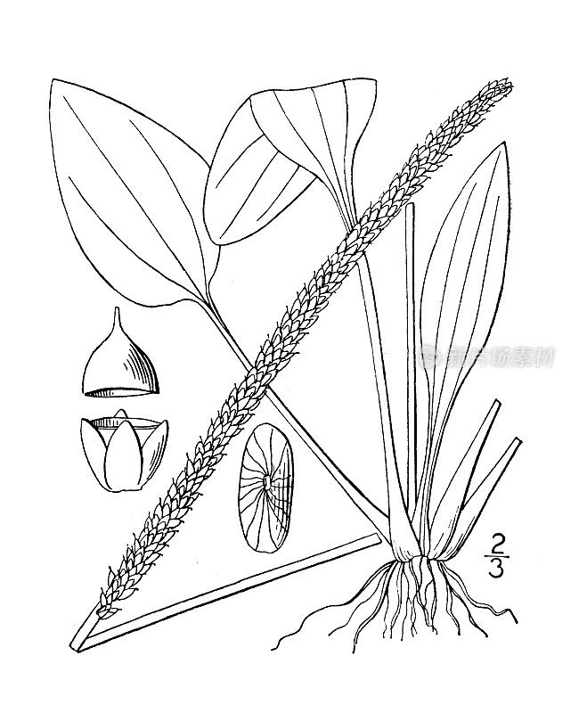 古植物学植物插图:车前草，普通车前草