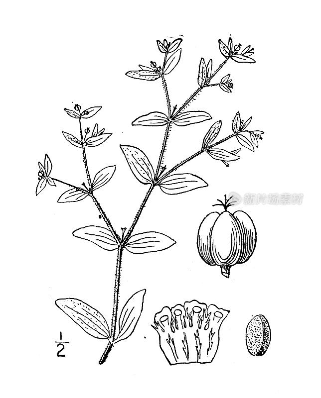 古植物学植物插图:大戟，毛帚