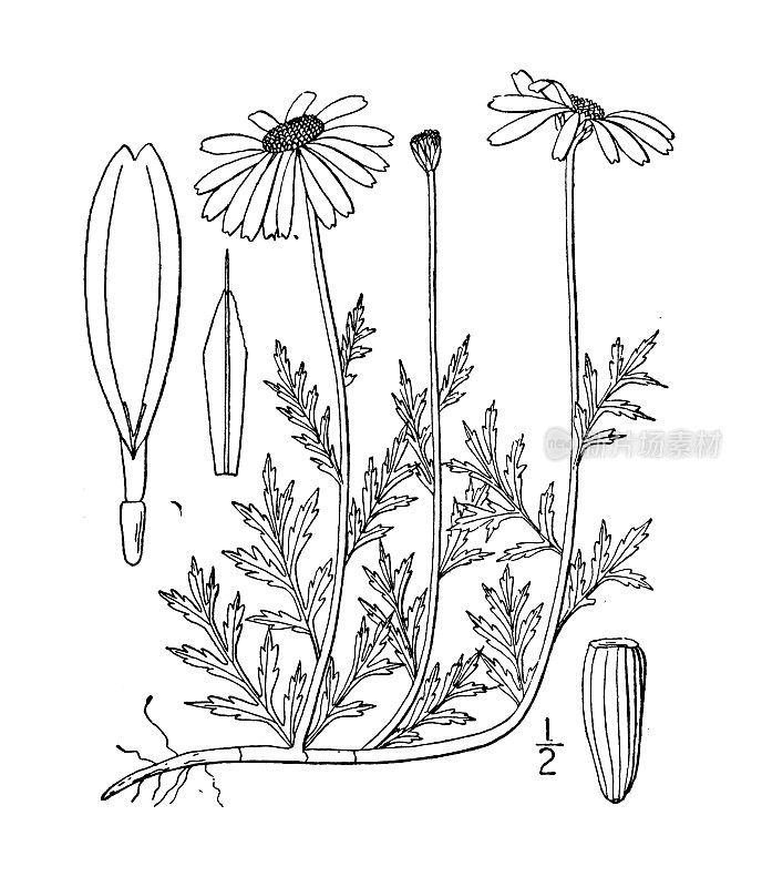 古植物学植物插图:洋甘菊、野甘菊