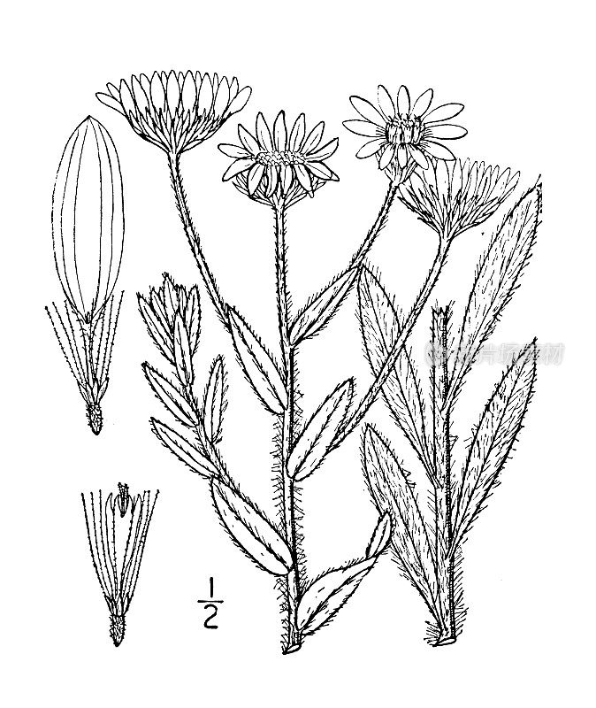 古植物学植物插图:菊花，金紫菀