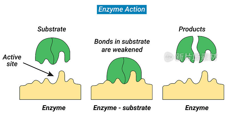 酶将底物吸引到它的活性部位，催化形成产物的化学反应。