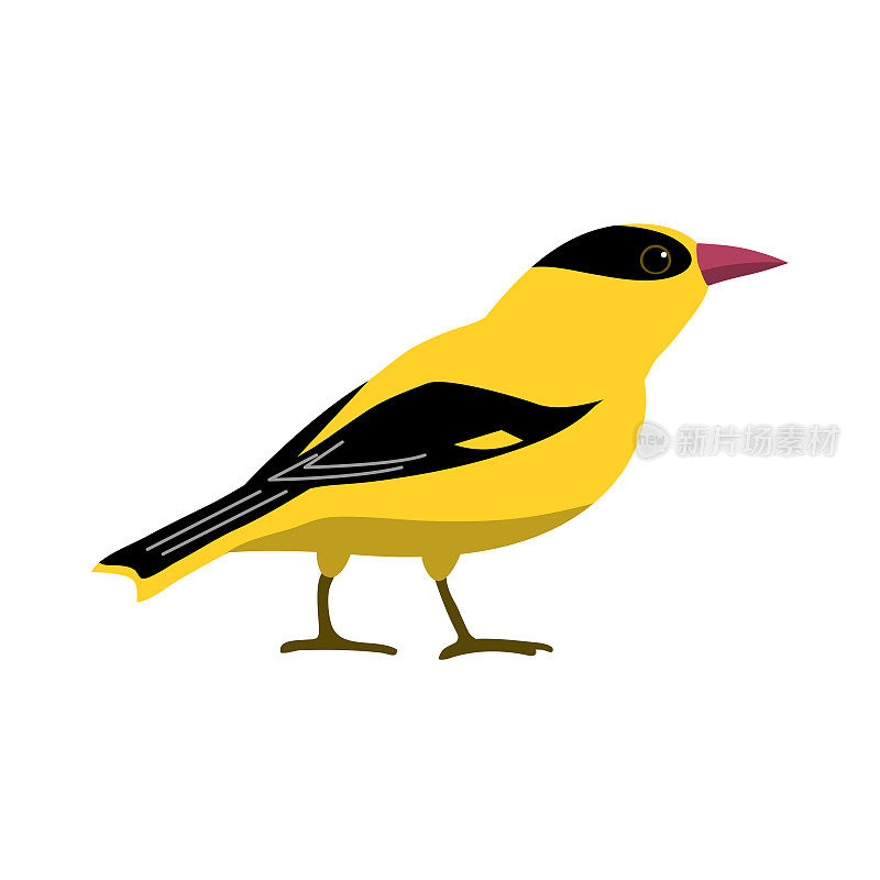 森林鸣鸟黄鹂在白色背景上的插图