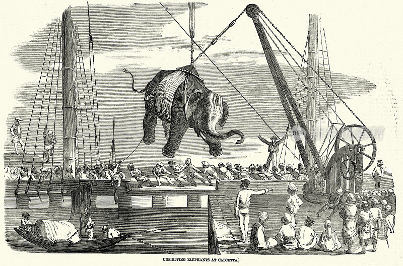 19世纪50年代，印度加尔各答，从船上卸下大象的维多利亚时代