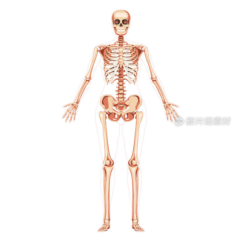 女性骨骼女性概念的人体骨骼张开双手。女士前腹前视图。3D现实解剖正确的平面女孩矢量插图解剖孤立在白色