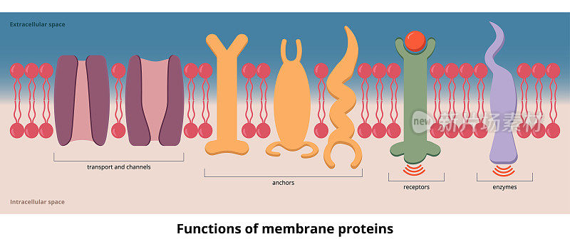 膜蛋白的功能