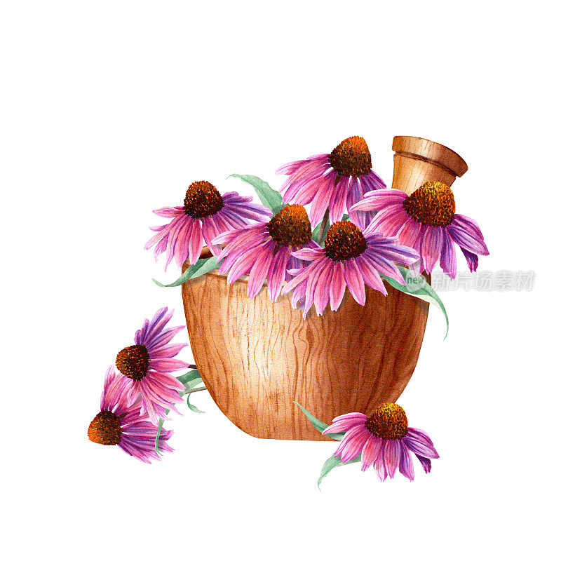 木碗与草本植物锥花、紫锥菊组成。水彩插图孤立的白色背景