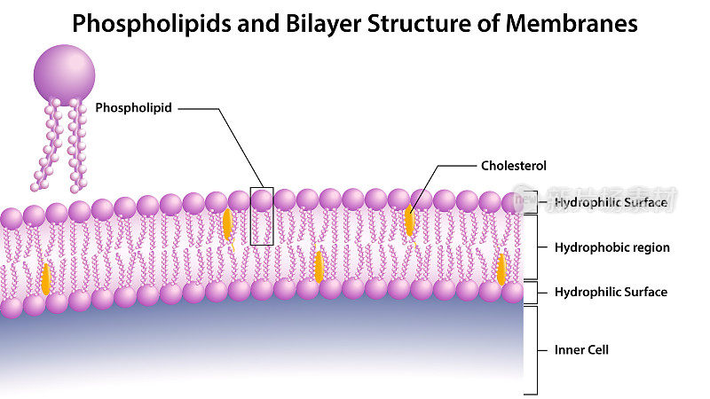 磷脂与膜的双分子层结构