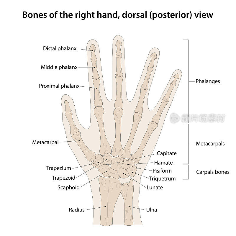 右手骨，背侧(后)视图。