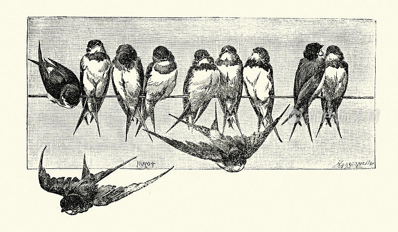复古插图斯威夫特栖息在电报线上，鸟类野生动物艺术