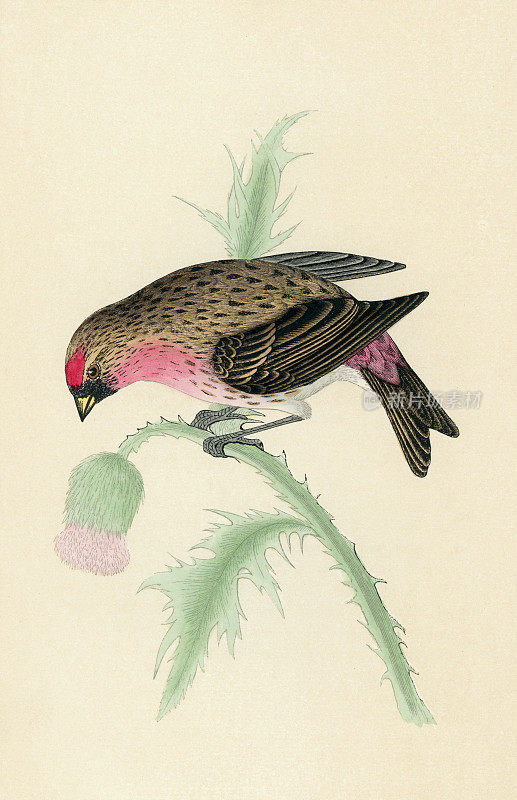 红雀，红刺鸟，雀鸟科的小雀形目鸟类，野生动物艺术