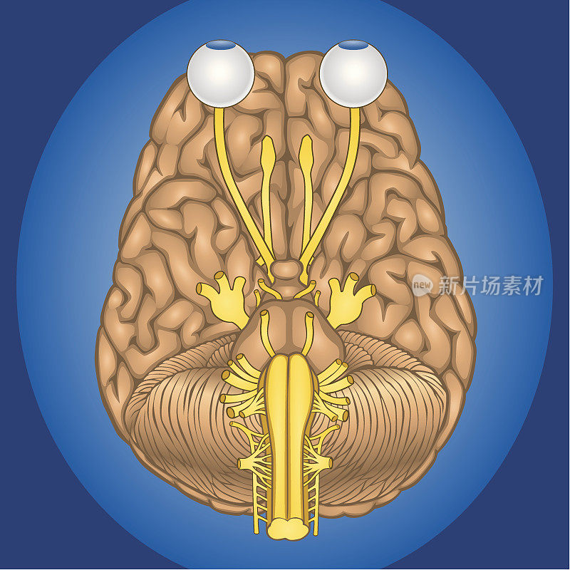人类大脑的颅神经