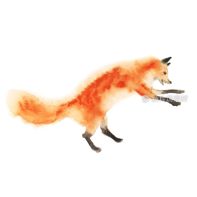 水彩红色毛茸茸的狐狸在运动上的白色。跳的狐狸，走的狐狸，玩的狐狸。