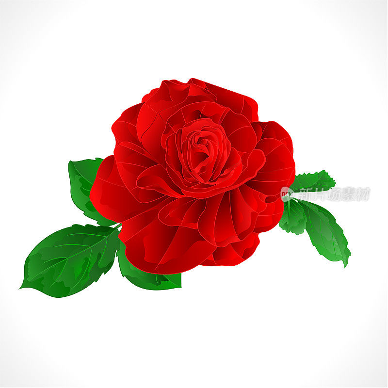 玫瑰红色和叶子上的白色背景复古矢量植物插图编辑
