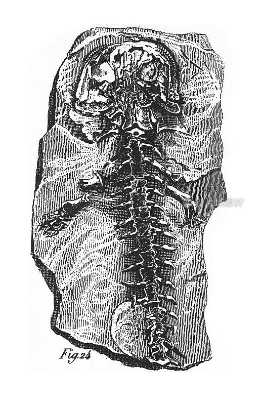 侏罗纪化石、化石、骨骼和足迹雕刻古董插图，1851年出版