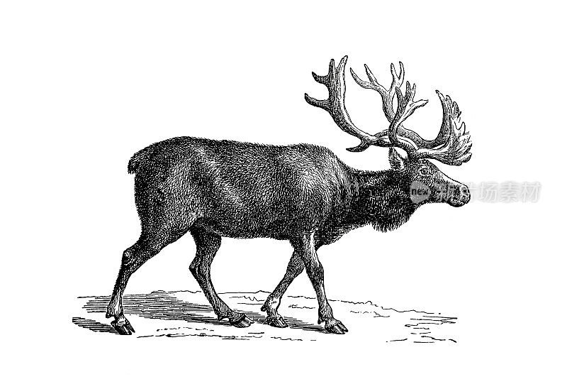 1890年流行百科全书中驯鹿的插画
