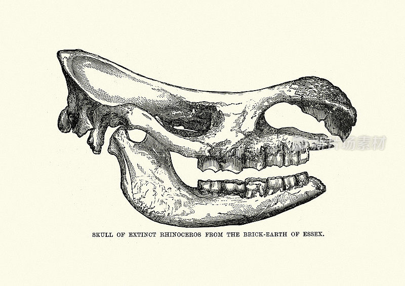 19世纪从埃塞克斯的砖土上发现的灭绝犀牛的头骨