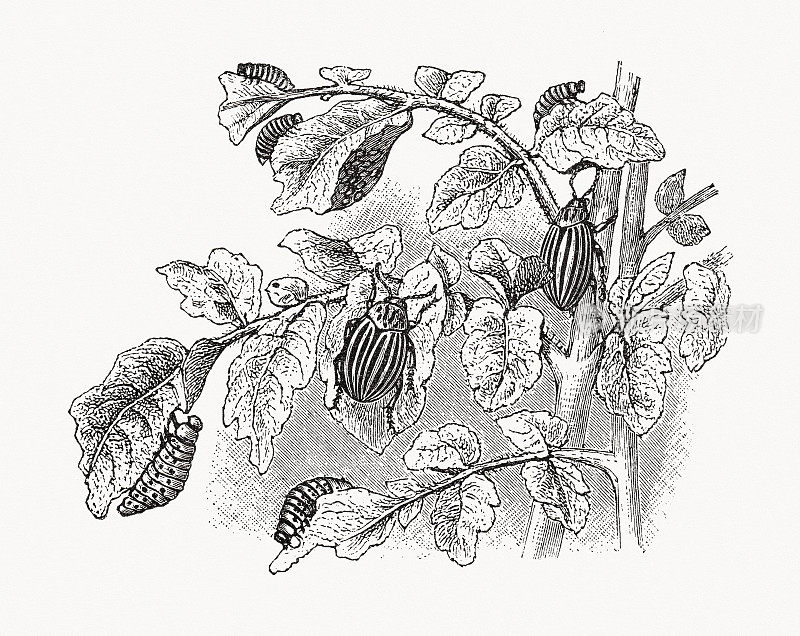 科罗拉多马铃薯甲虫及其幼虫，木刻，1889年出版