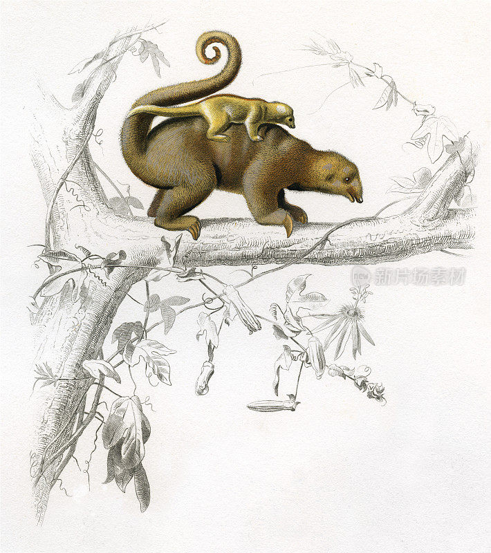 侏儒食蚁兽;丝滑食蚁兽，历史插图，1849年