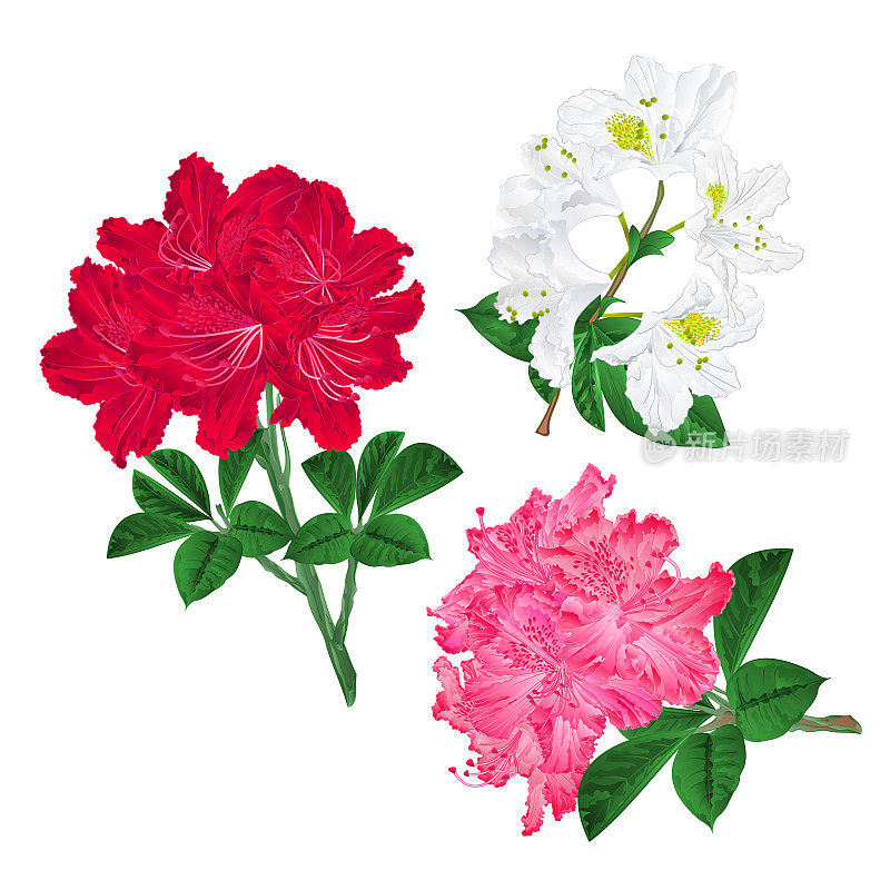 树枝上粉红色、红色和白色的花朵杜鹃花山地灌木，在白色的背景上设置第一复古矢量插图可编辑