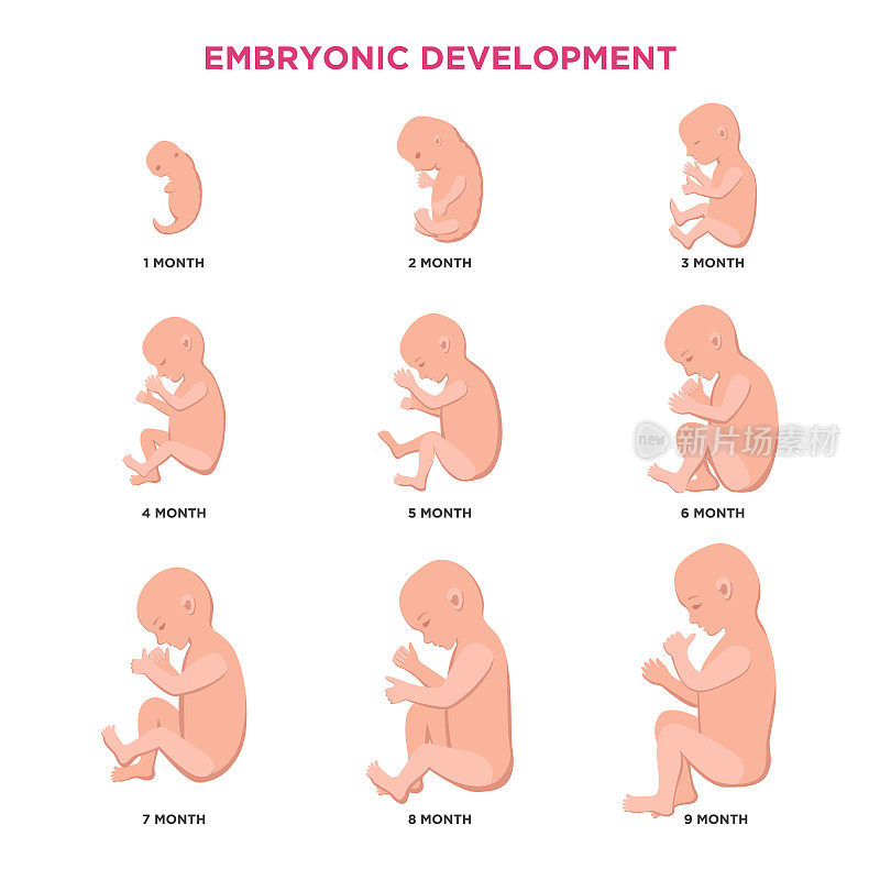 胚胎发育月周期从1到9个月到出生与胚胎图标医学信息图元素隔离在白色背景，矢量平面插图集。