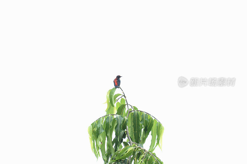 猩红色背的啄木鸟